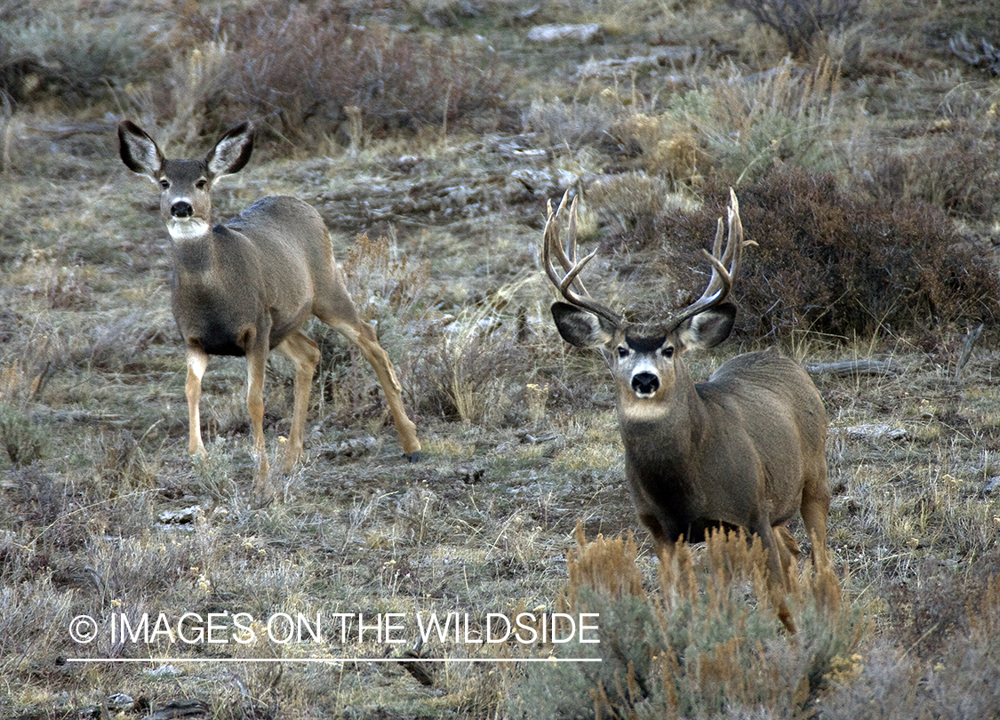Mule deer 
