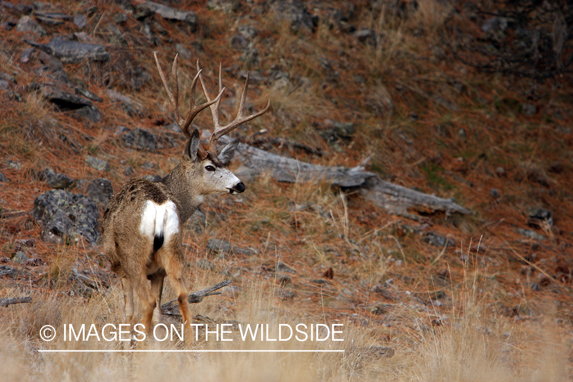 Mule Buck in Field