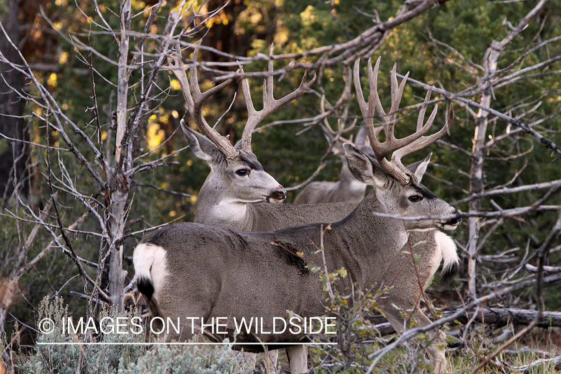Mule deer bucks in habitat.
