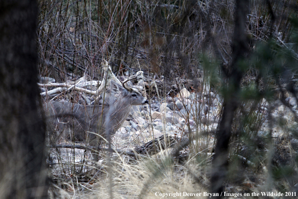 Coues white-tailed buck in trees in Arizona. 