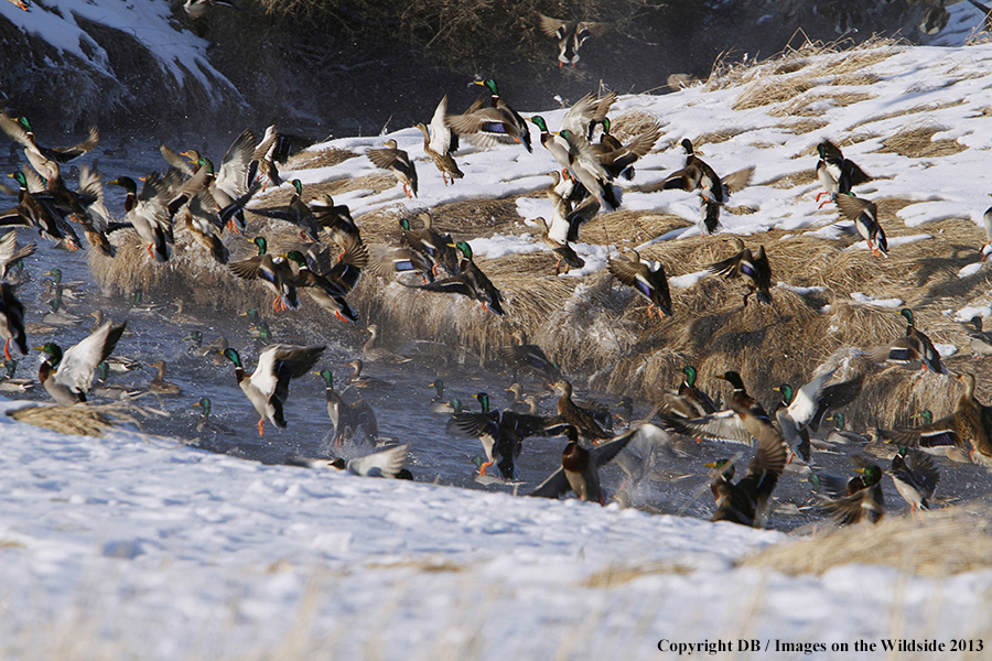 Mallards taking flight.