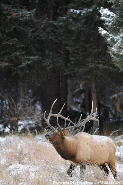 Rocky Mountain Bull Elk