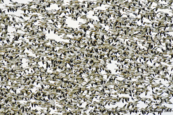 Snow Geese in habitat