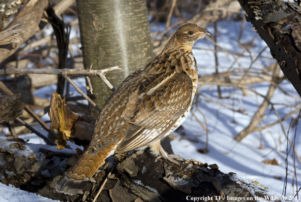 Ruffed Grouse in habitat. 