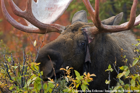 Alaskan Moose in Habitat
