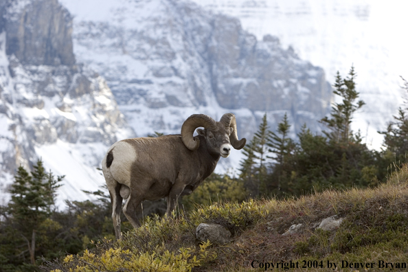 Rocky Mountain bighorn sheep (ram).