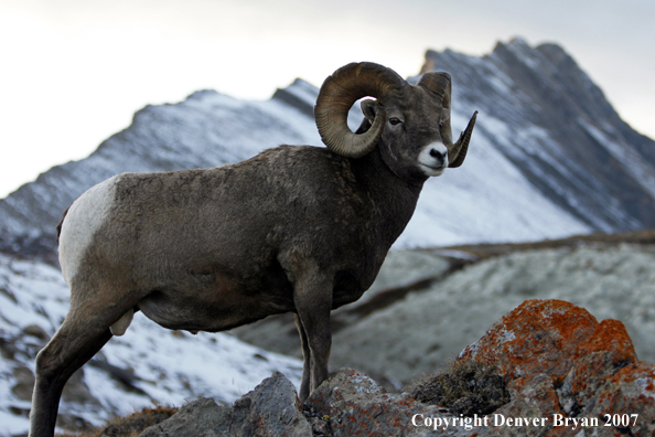 Rocky Mountain Bighorn Sheep