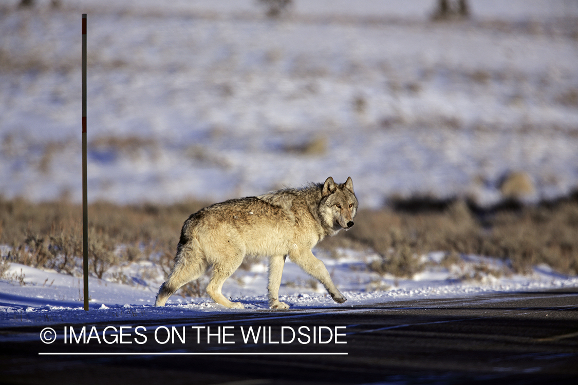 Wild free-ranging gray wolf crossing highway in Yellowstone National Park.