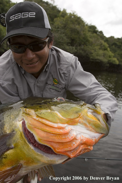 Fisherman holding Peacock Bass