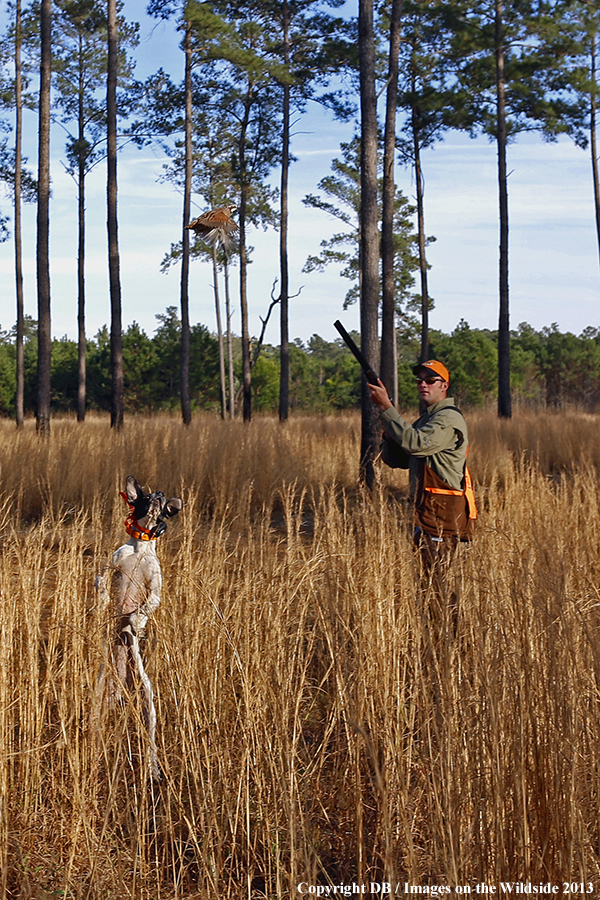 Bobwhite quail hunter shooting at flushing quail. 