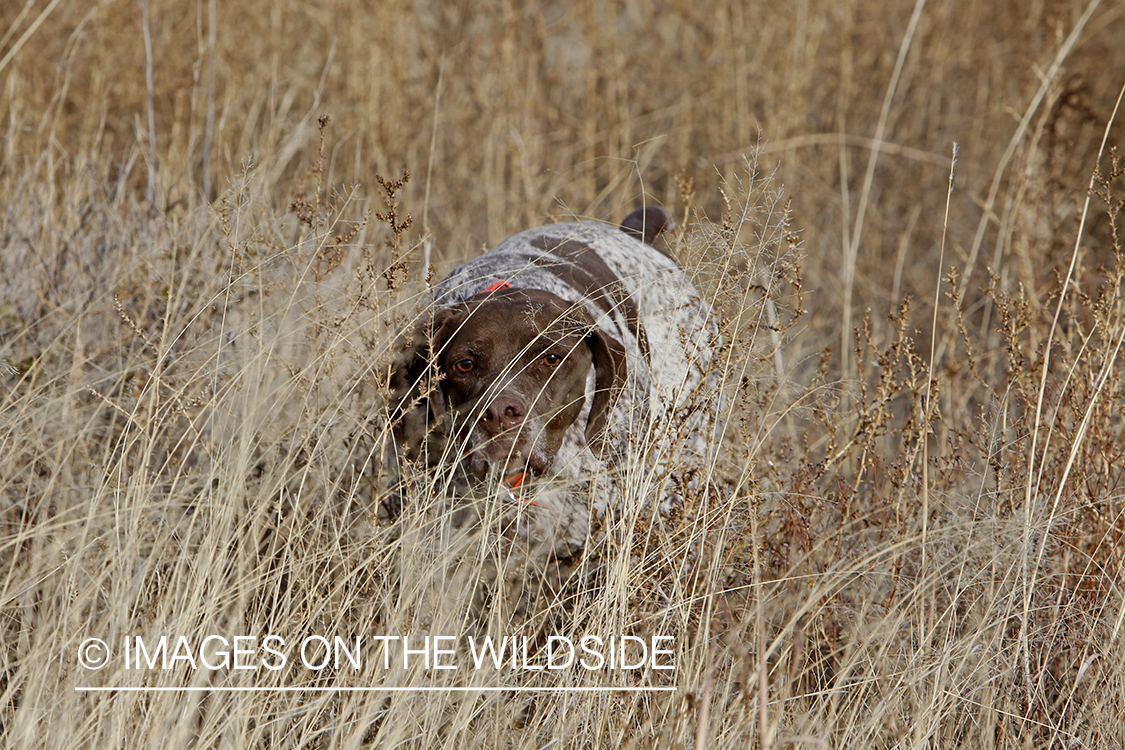 Braque Francais pointer on point.