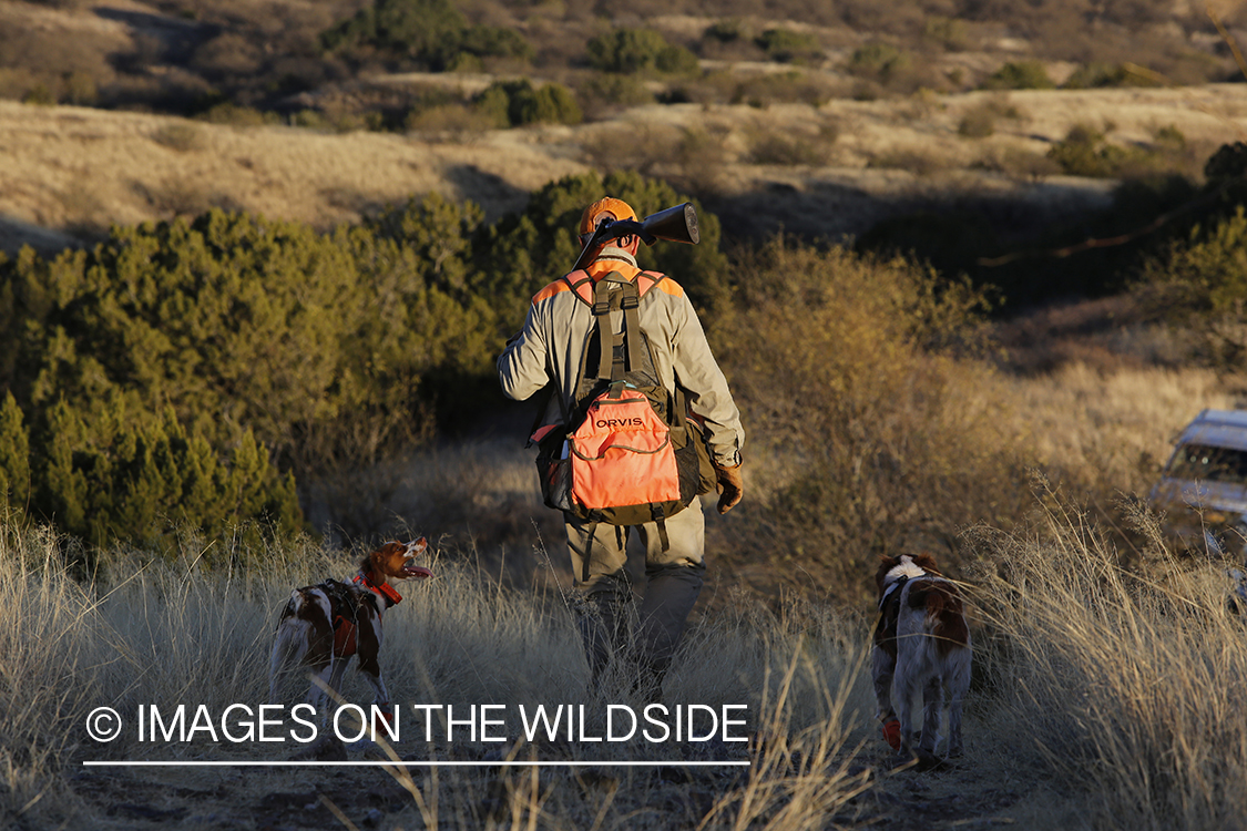 Mearns quail hunting with Brittany Spaniels.