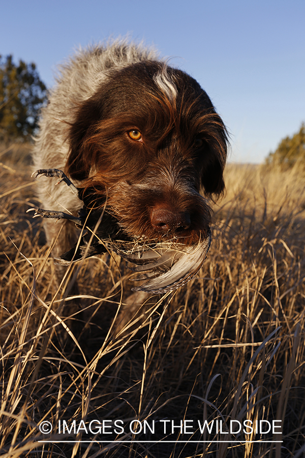 Tsavo (wirehaired pointing griffon) retrieving Mearns quail.