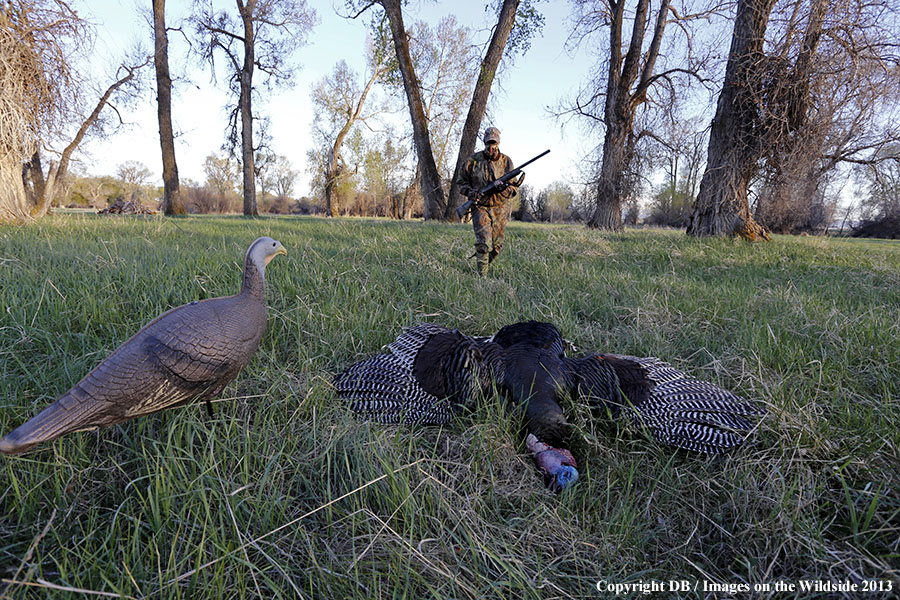 Turkey hunter approaching bagged turkey with hen decoy.