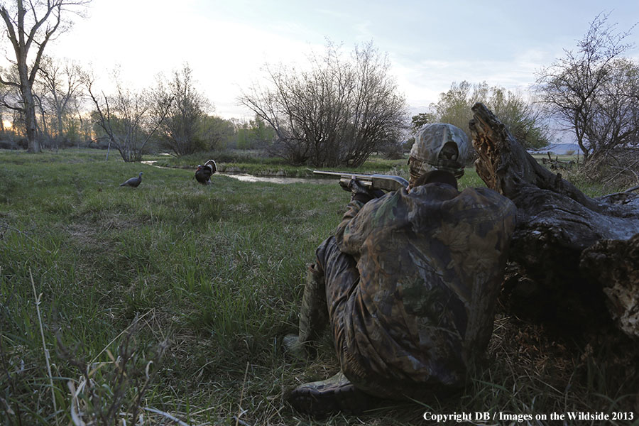 Turkey hunter shooting at gobbler with hen decoy.