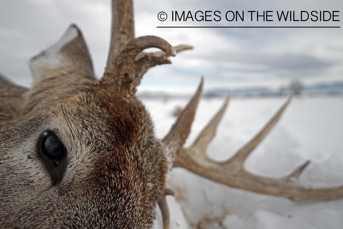 Downed white-tailed deer in field.