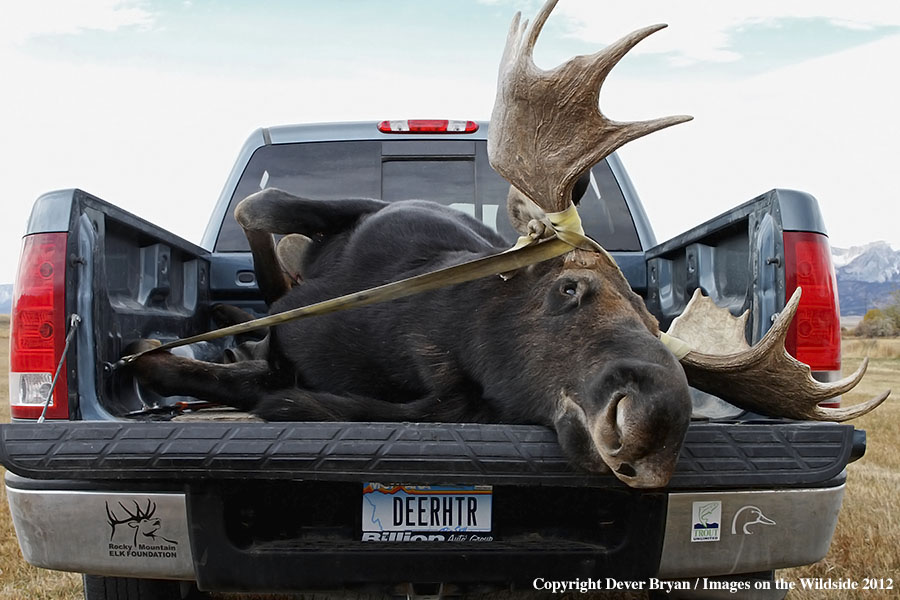 Downed bull moose in bed of truck.
