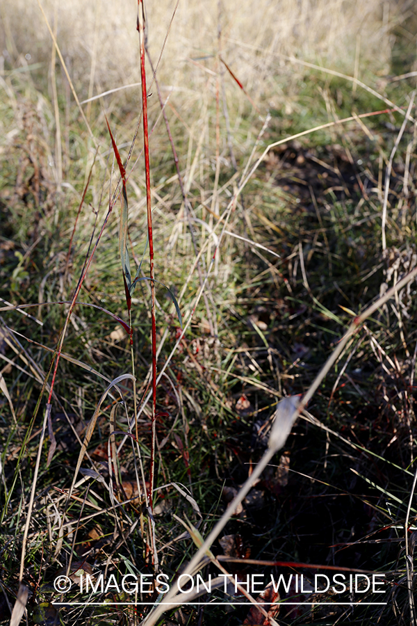 Blood trail of big game animal.