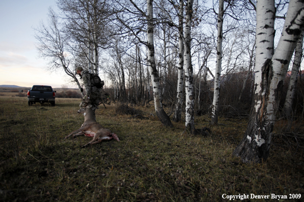 Bowhunter with bagged whitetail buck.