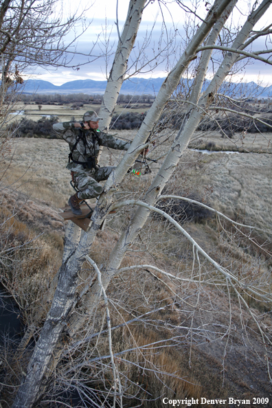 Bowhunter aiming from tree stand.