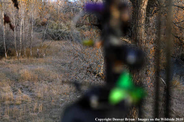 Bowhunter's view of a white-tail buck from a treestand with bow in foreground. 