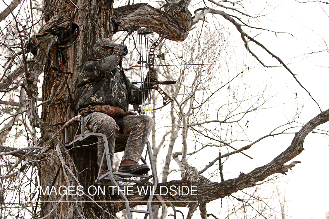 Bowhunter scouting for big game from tree stand. 