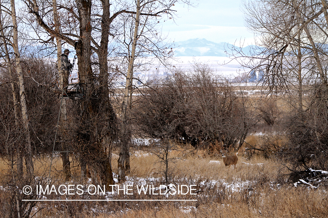 Bowhunter in tree stand with passing small white-tailed buck.