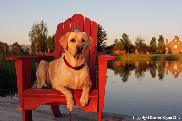 Yellow Labrador Retriever in chair