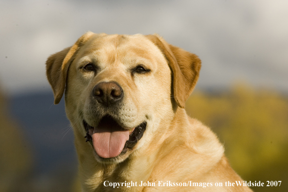 Yellow Labrador Retriever