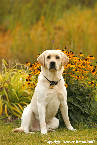 Yellow Labrador Retriever