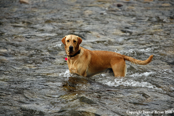 Yellow Labrador Retriever