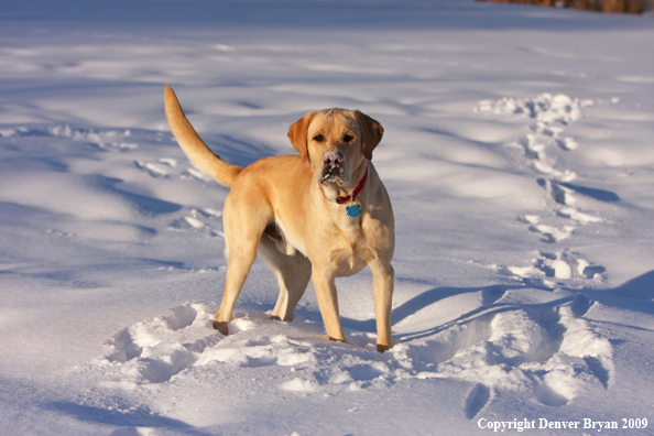 Yellow labrador retriever
