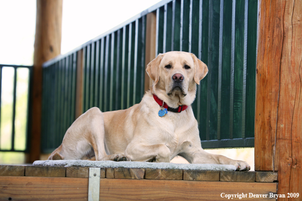 Yellow Labrador Retriever on deck