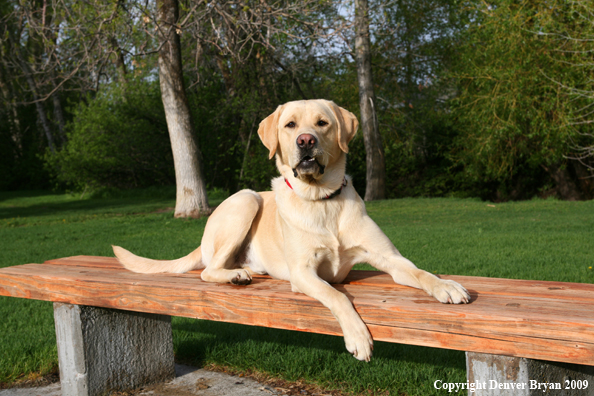 Yellow Labrador Retriever on bench