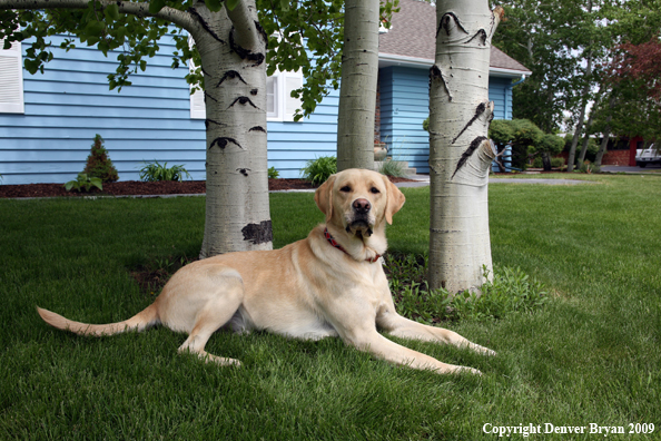 Yellow Labrador Retriever in yard