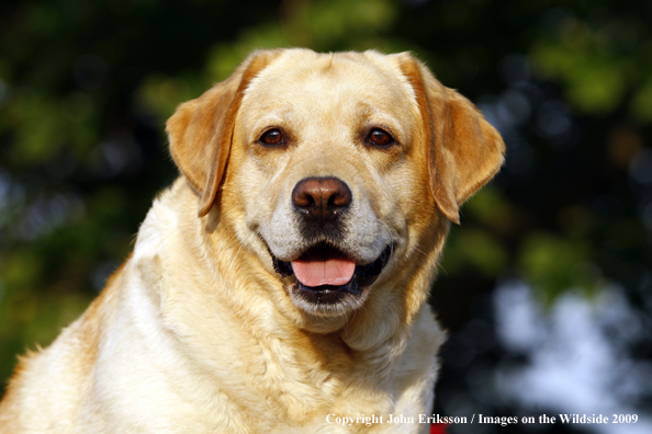 Yellow Labrador Retriever 