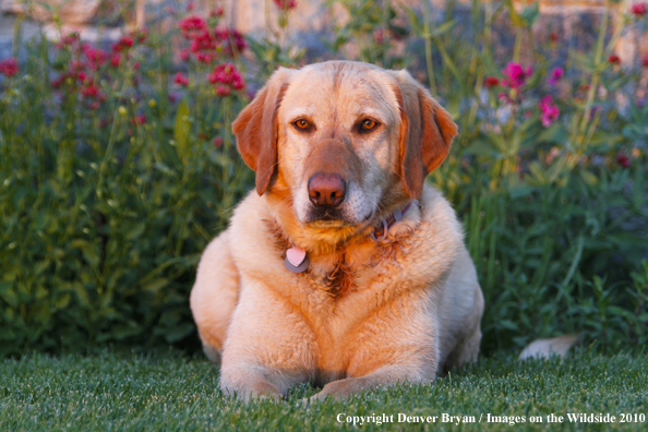 Yellow Labrador Retriever