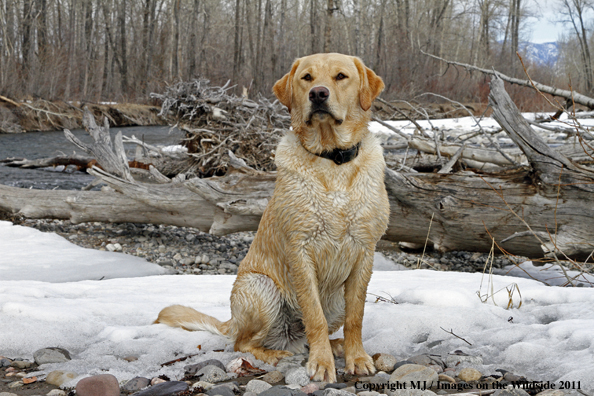 Yellow Labrador Retriever in the winter