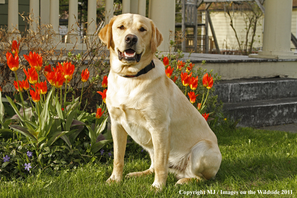 Yellow Labrador Retriever.