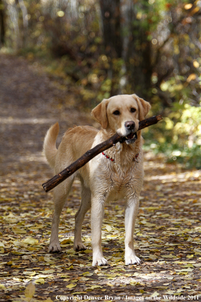 Yellow Labrador Retriever with stick. 