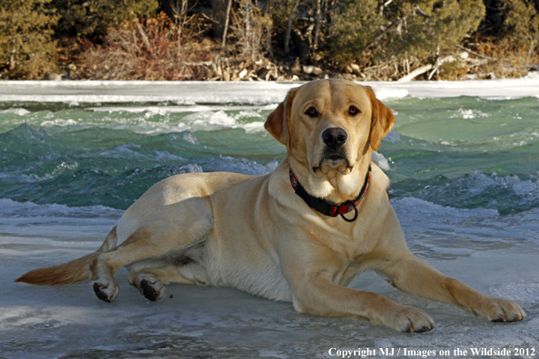 Yellow Labrador Retriever in winter. 