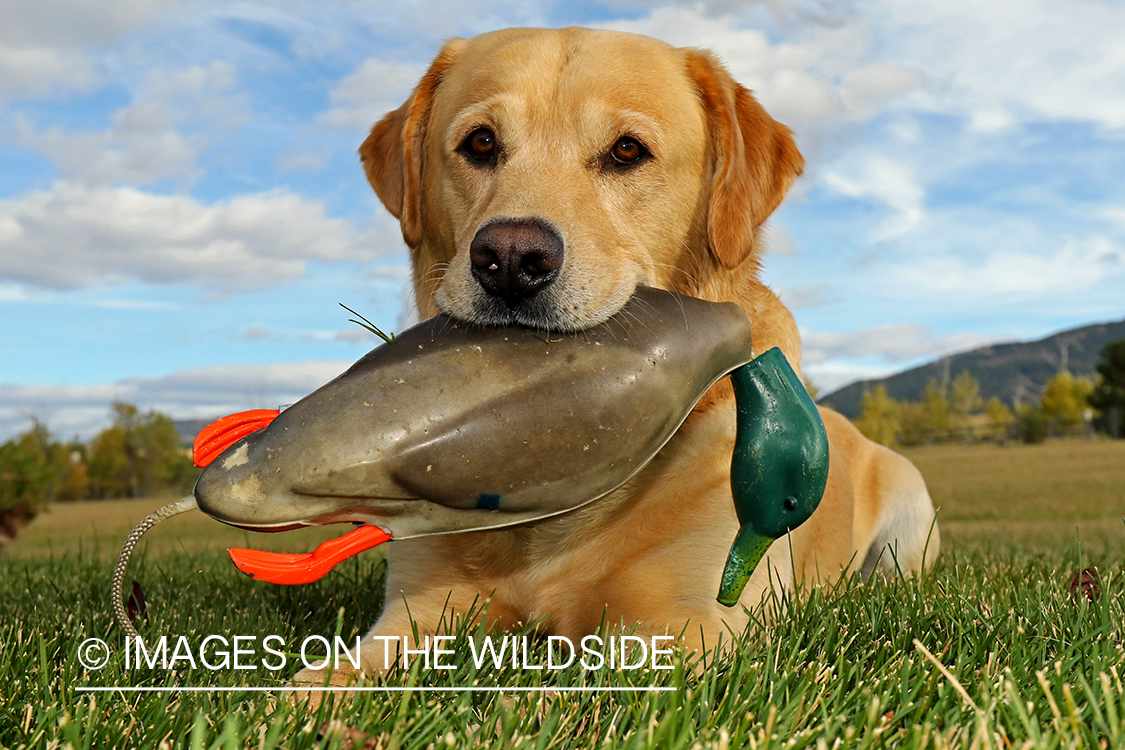 Yellow Labrador Retriever with mallard dummy.