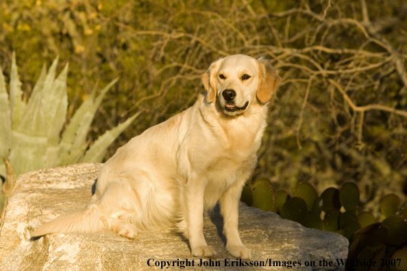 Golden Retriever 