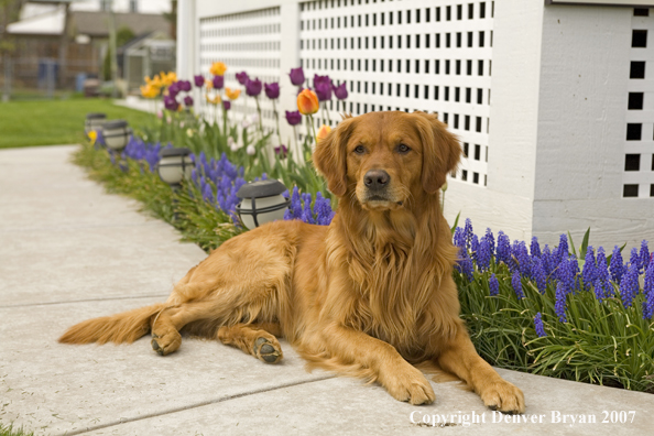 Golden Retriever