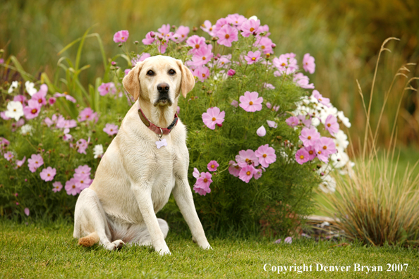 Yellow Labrador Retriever