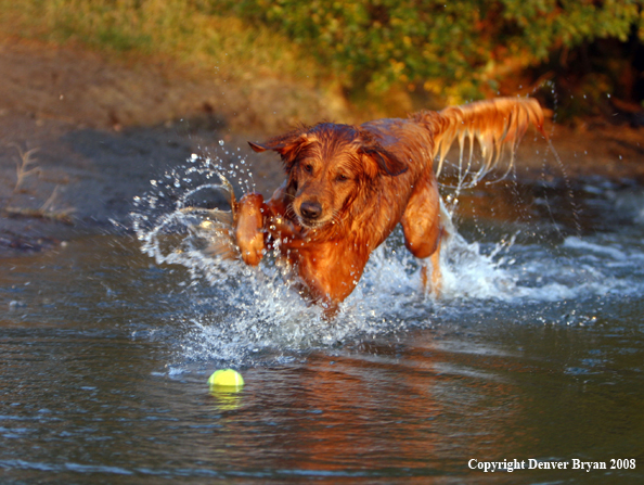 Golden Retriever at Play