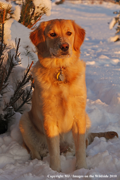 Golden Retriever in snow