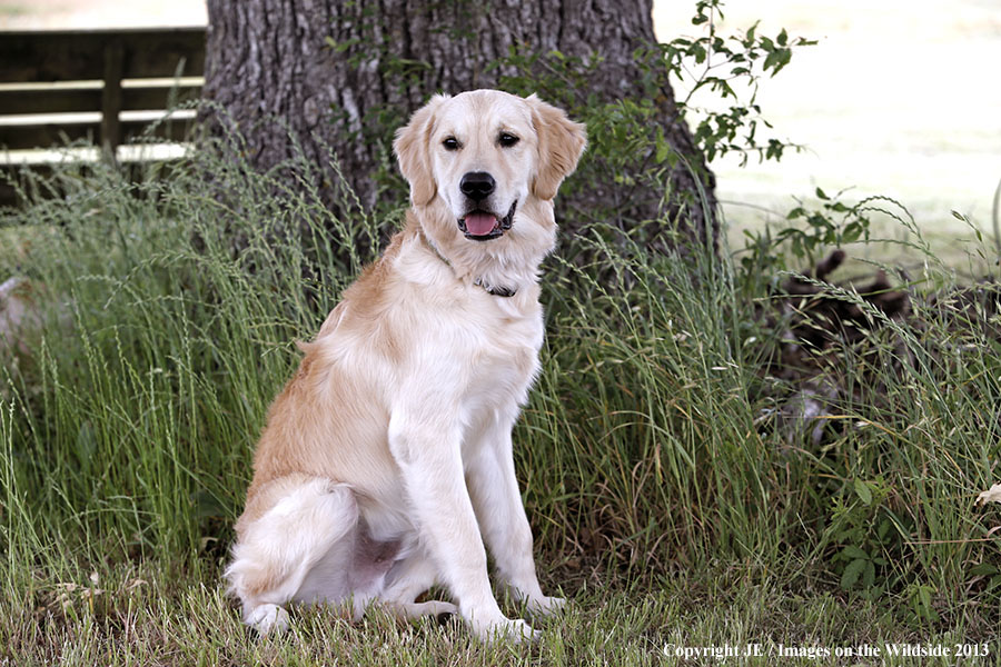 Golden Retriever