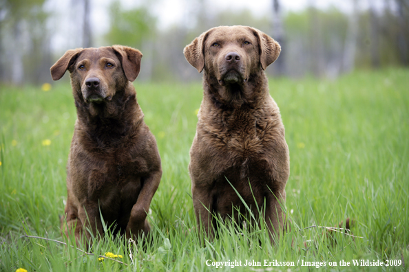 Chesapeake Bay Retrievers in field. 