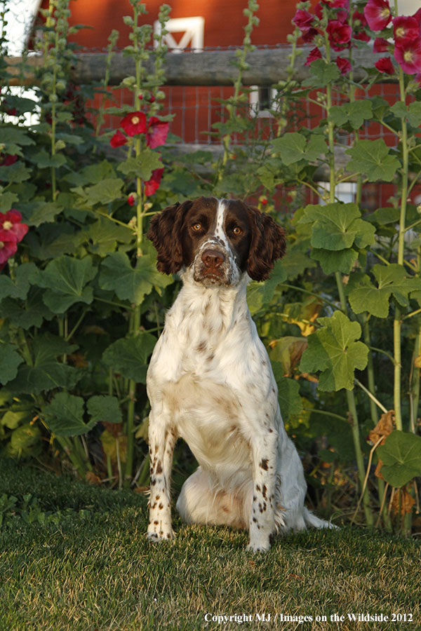 Springer Spaniel in yard.